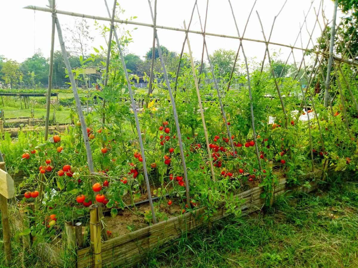 Five Ways To Grow Tomatoes Vegetable Garden Tips