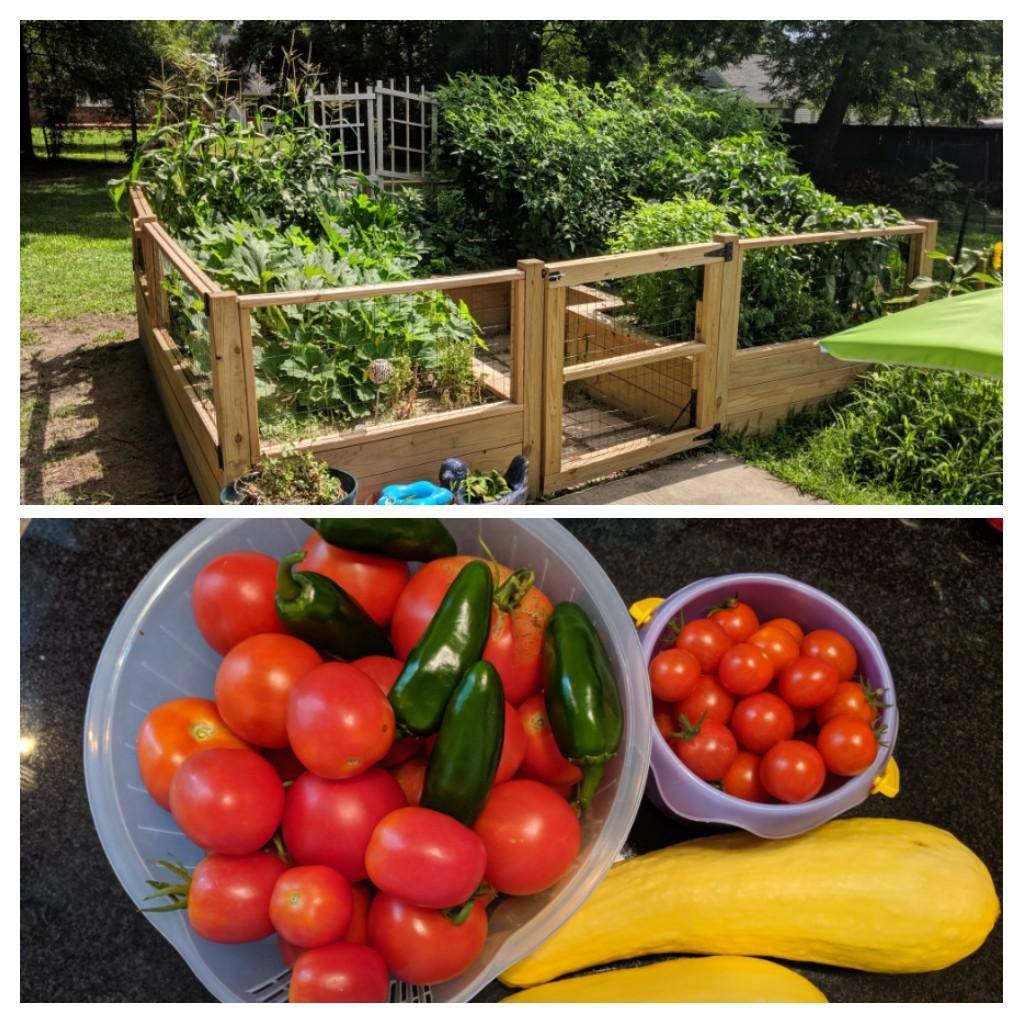 Garden Update Tomato Trellis