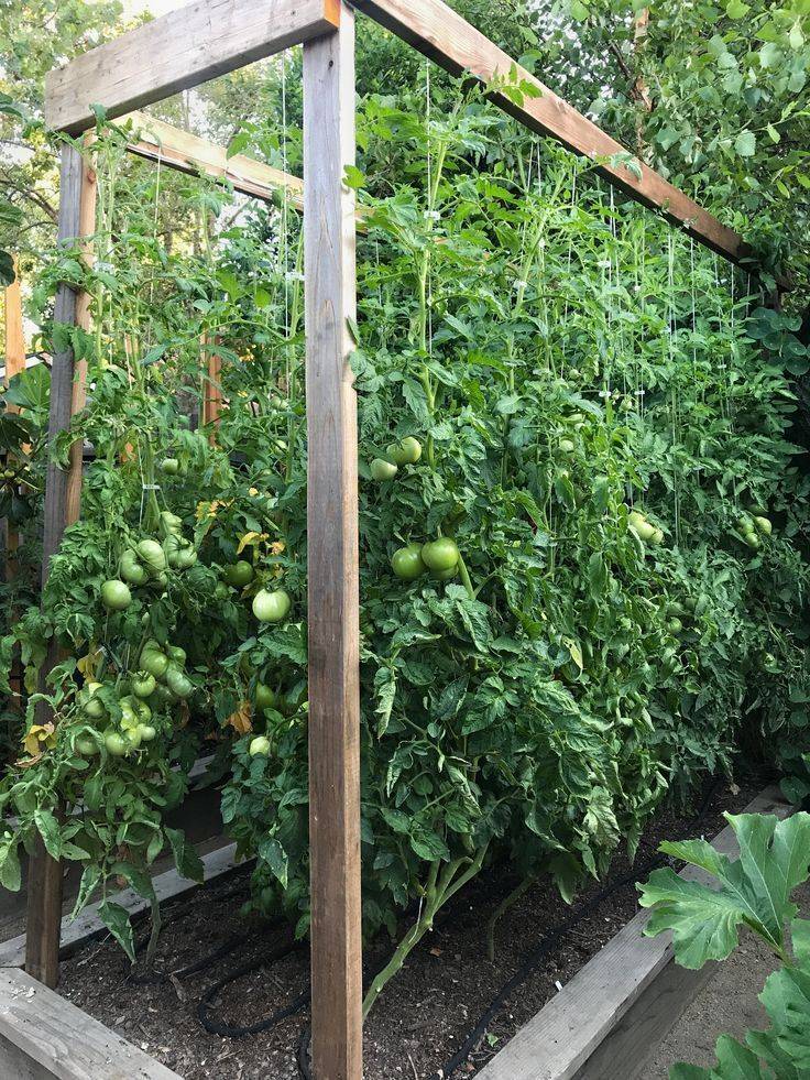 My Vegetable Garden Part Tomato Garden