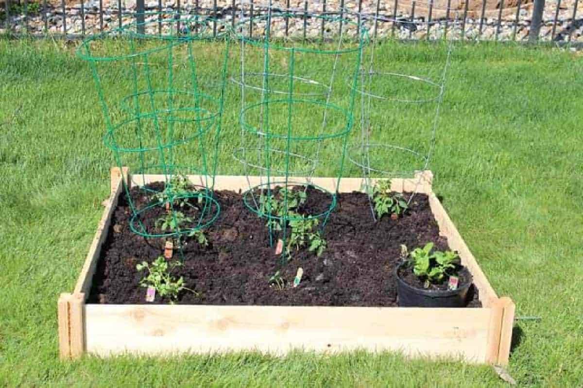 My Vegetable Garden Part Tomato Garden