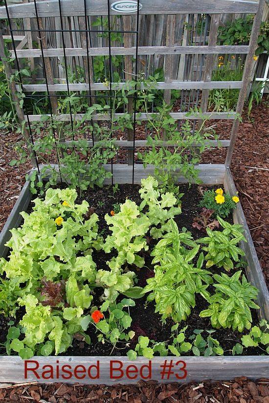 Vegetable Garden Design