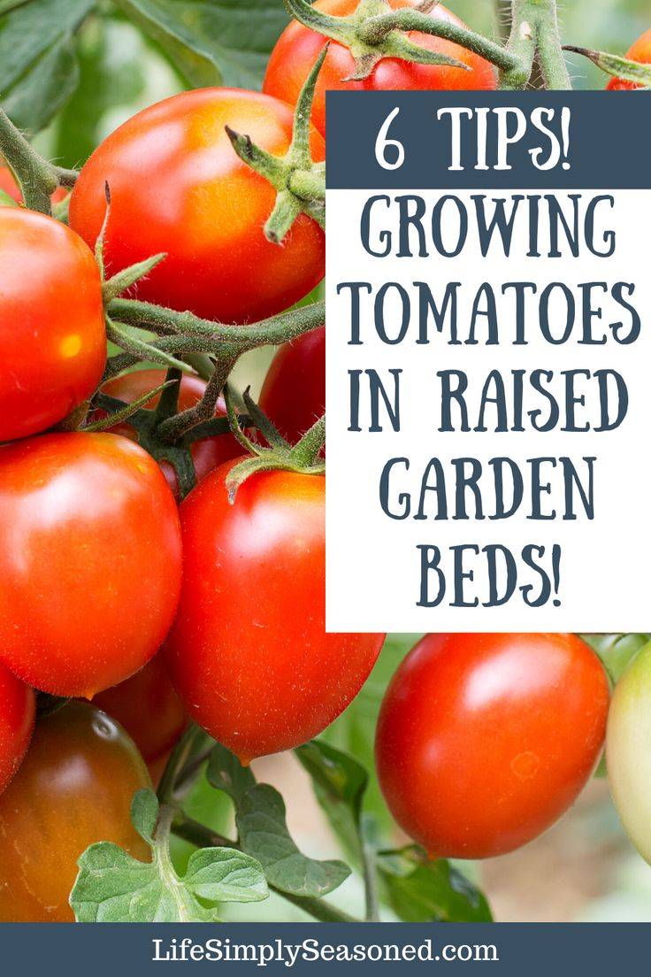 How To Grow Tomatoes