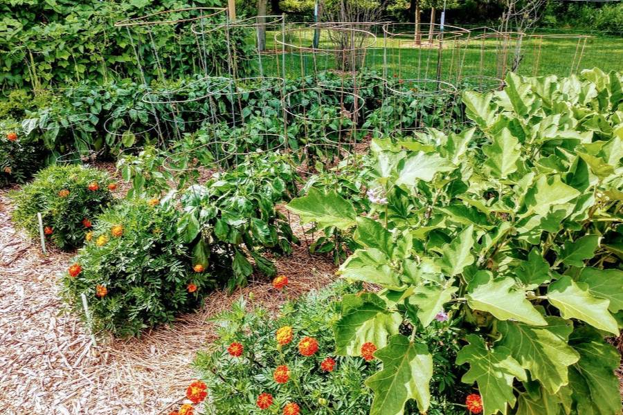 Vegetable Garden Layout Design