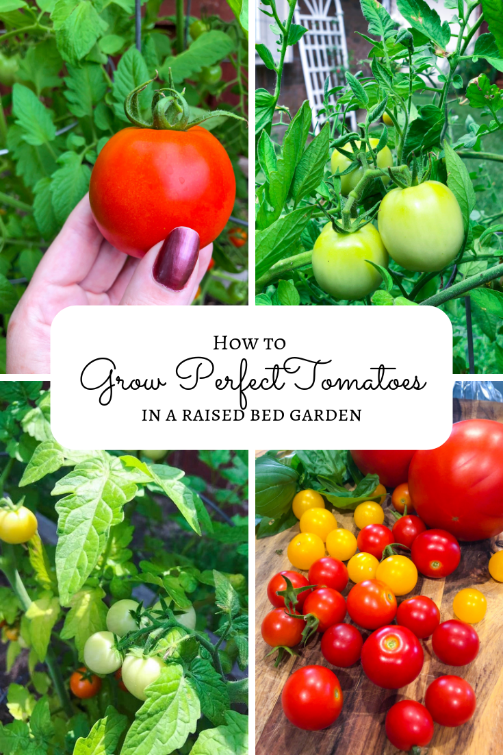 21 Growing Tomatoes in Raised Garden Ideas You Should Check SharonSable