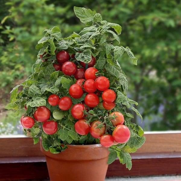 Growing Tomatoes