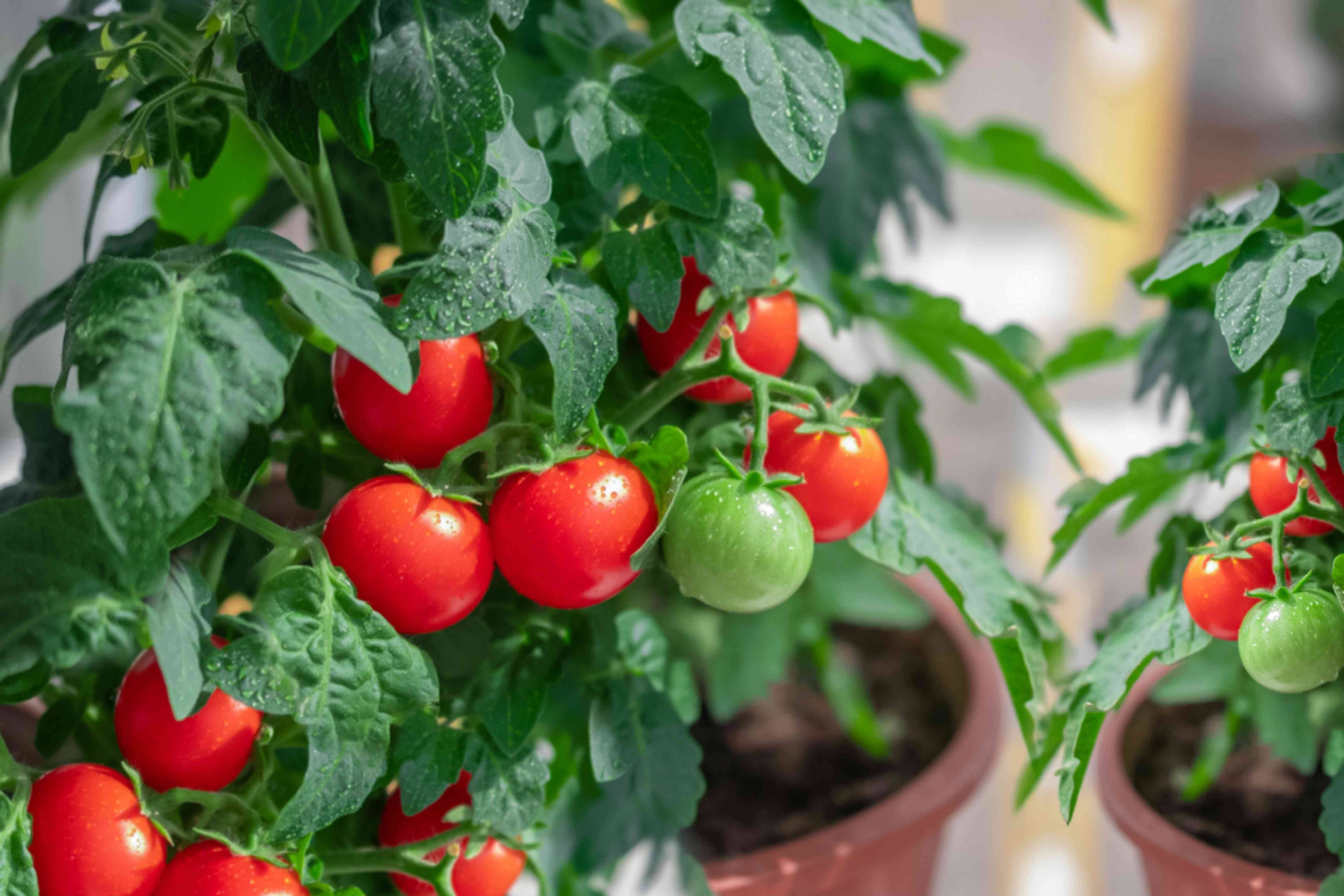 Garden Update Tomato Trellis
