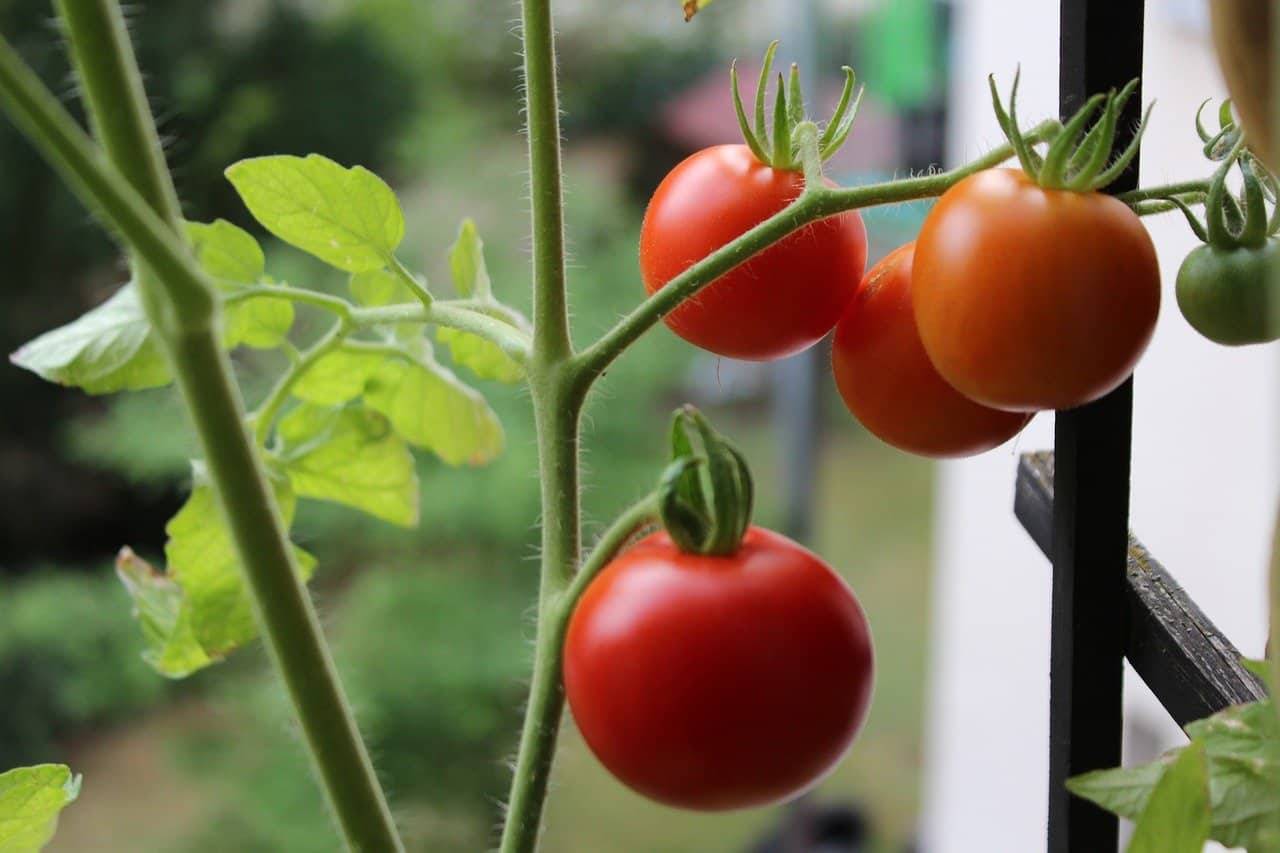 Greenhouse Tomato Plant Care
