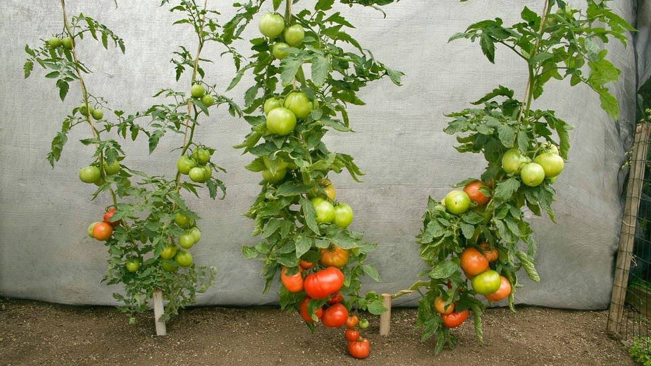 My Garden Post