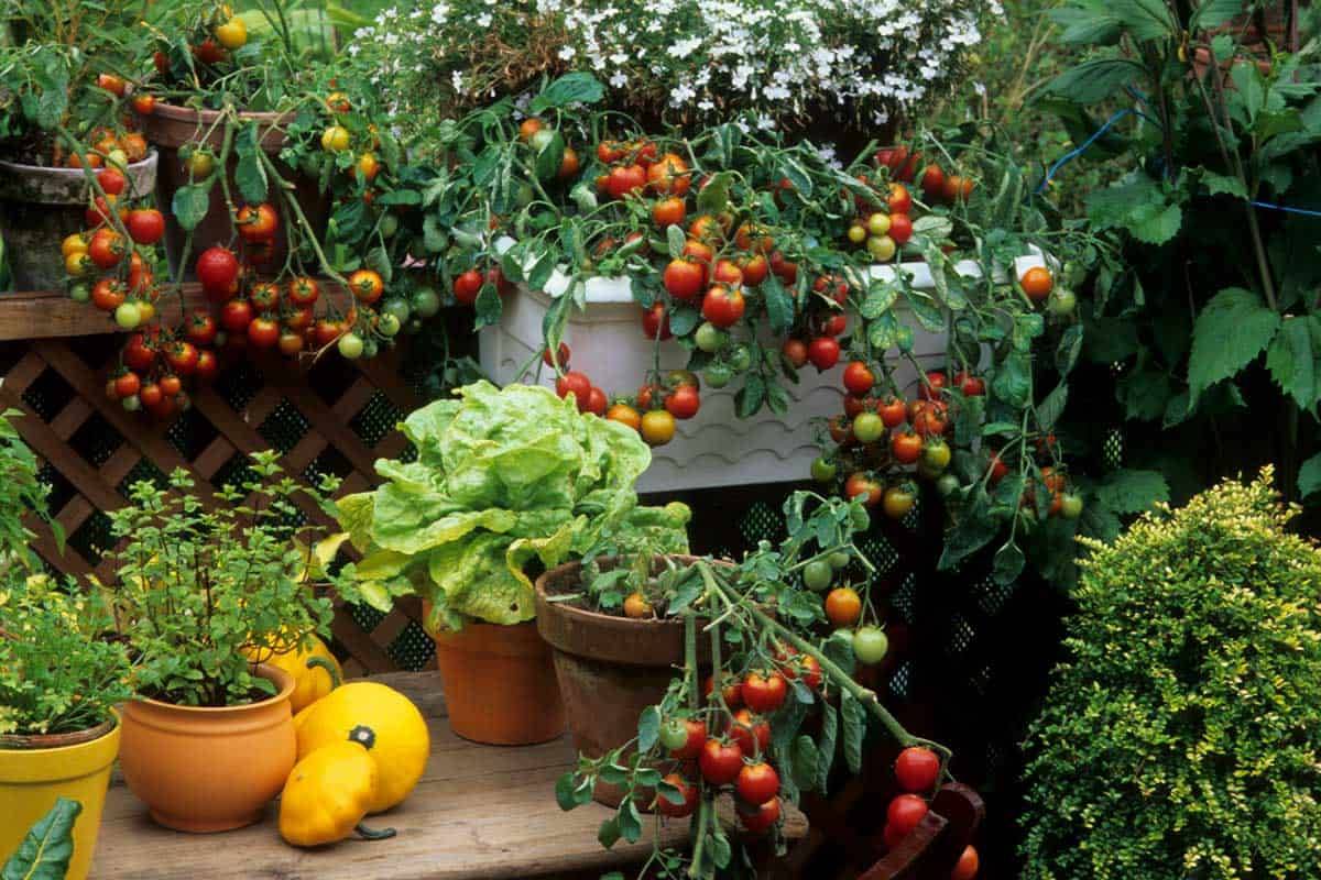 24 BackYard Tomato Garden Ideas Worth a Look SharonSable