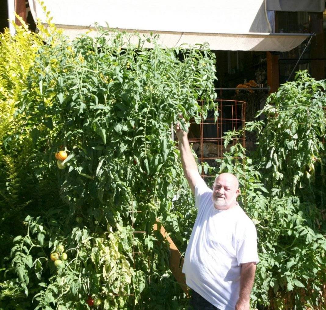 Tomato Garden Ideas Youtube