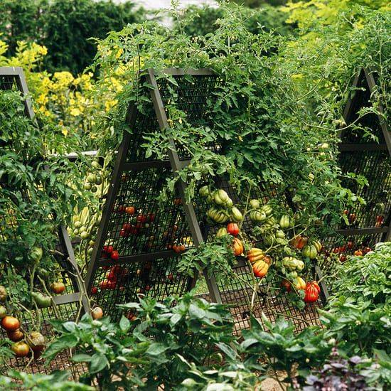 Tomato Garden Ideas