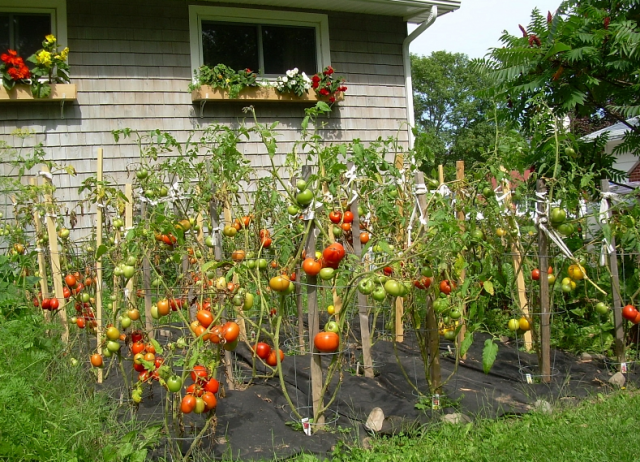 Beautiful Summer Container Garden Flower Ideas