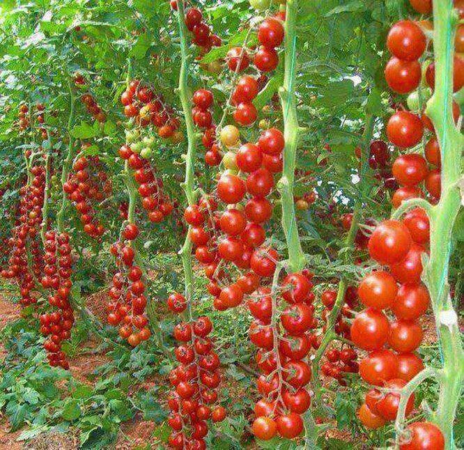Container Gardening Heirloom Tomatoes