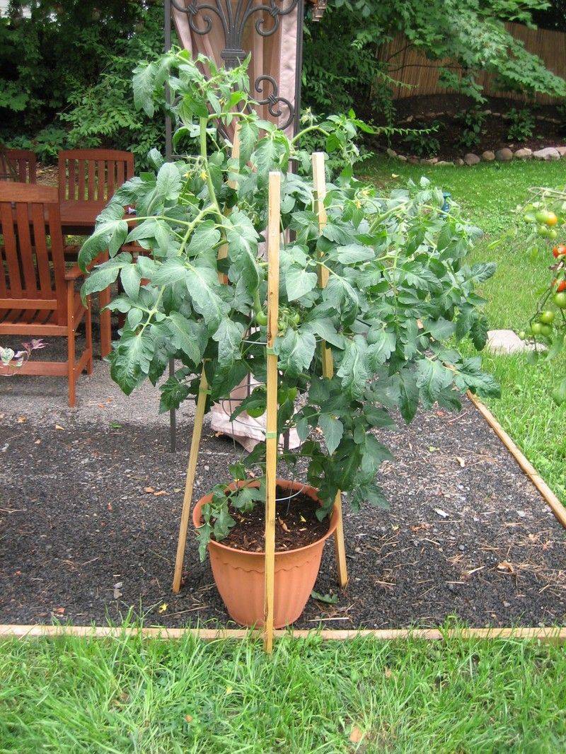 Container Gardening Heirloom Tomatoes