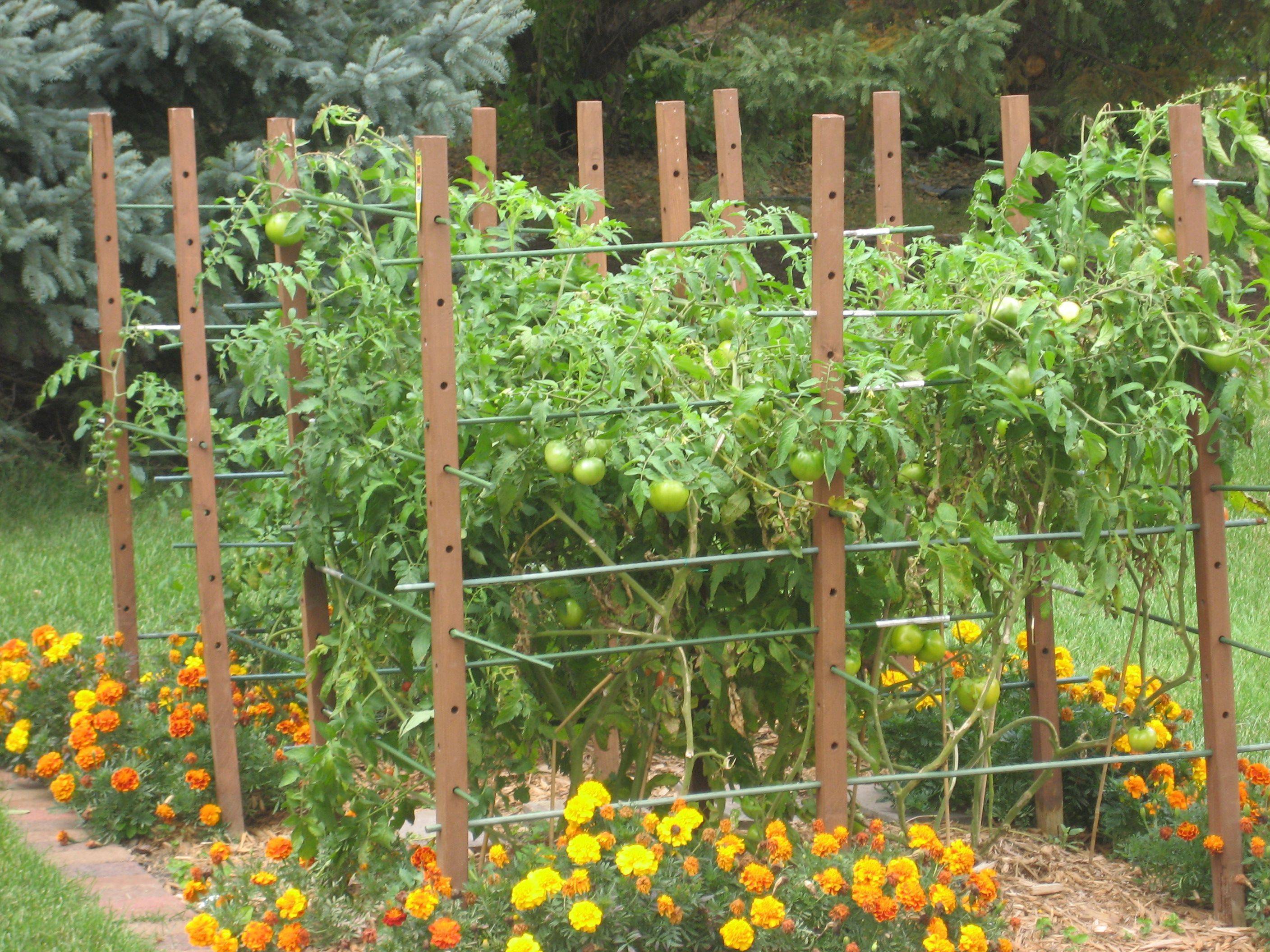 Our Tomato Trellis