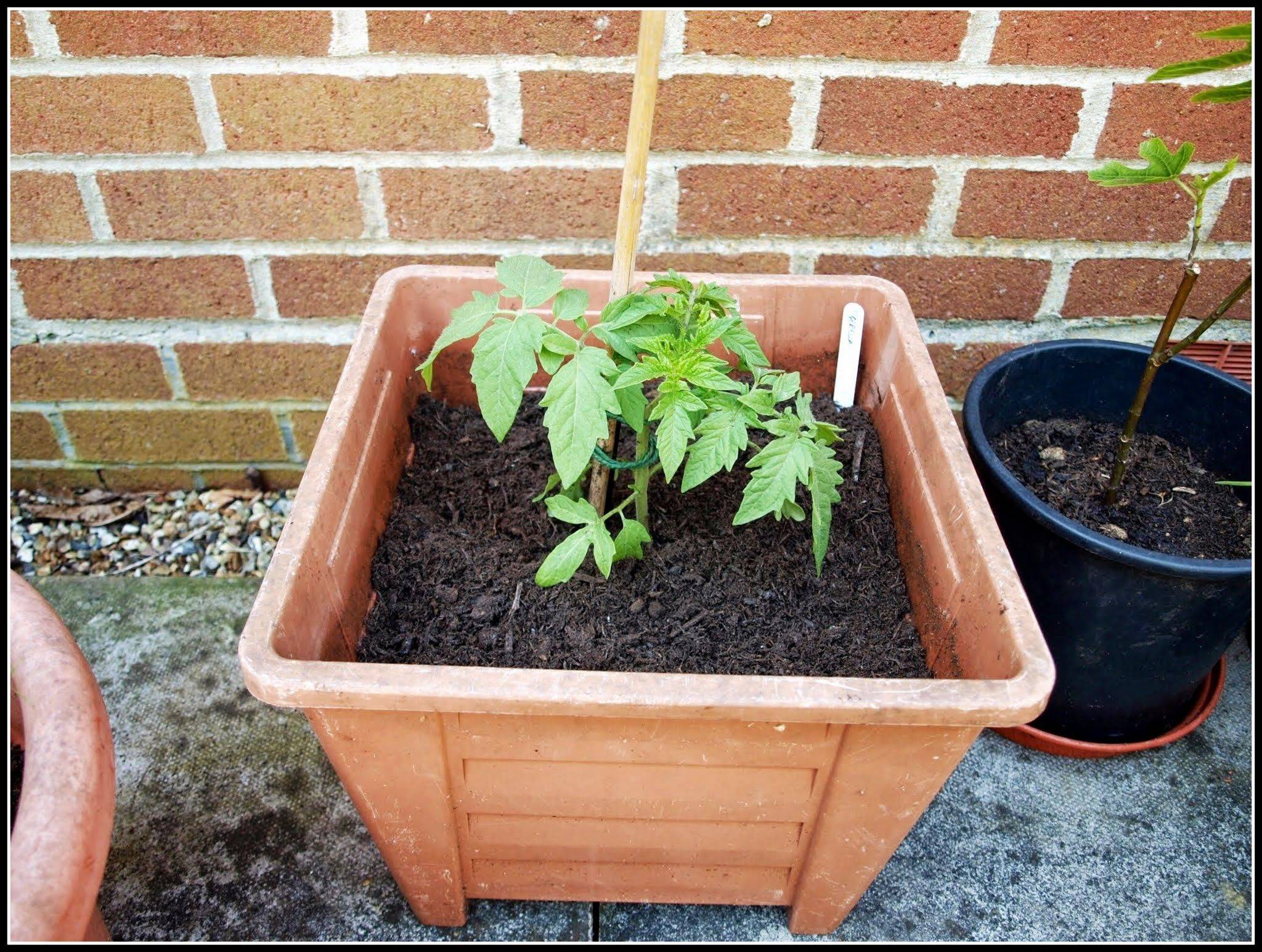 Peppers And Tomatoes Are Underplanted With Flowers In These Colorful