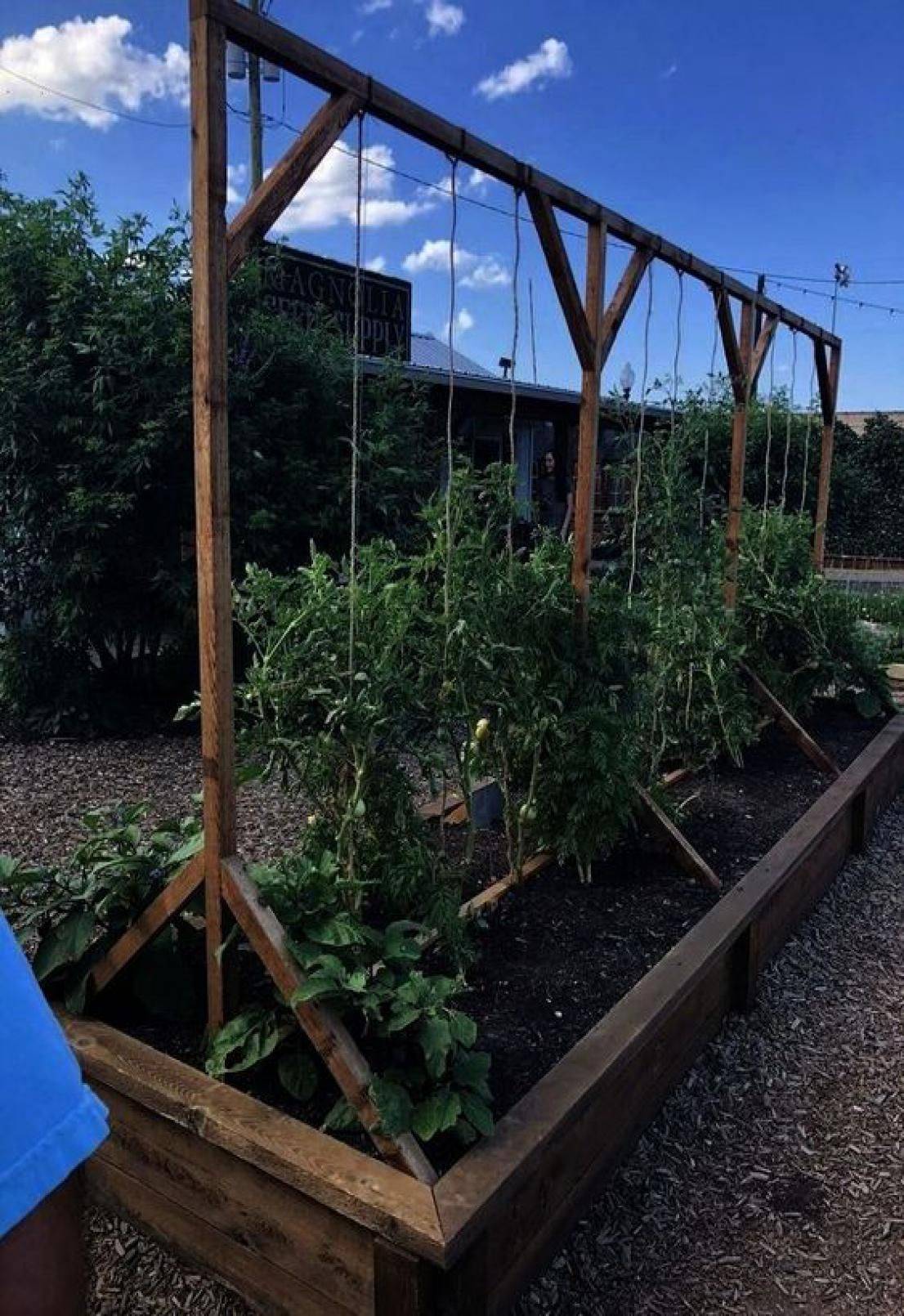 Prolific Tomato Plant Variety Vegetable Farming