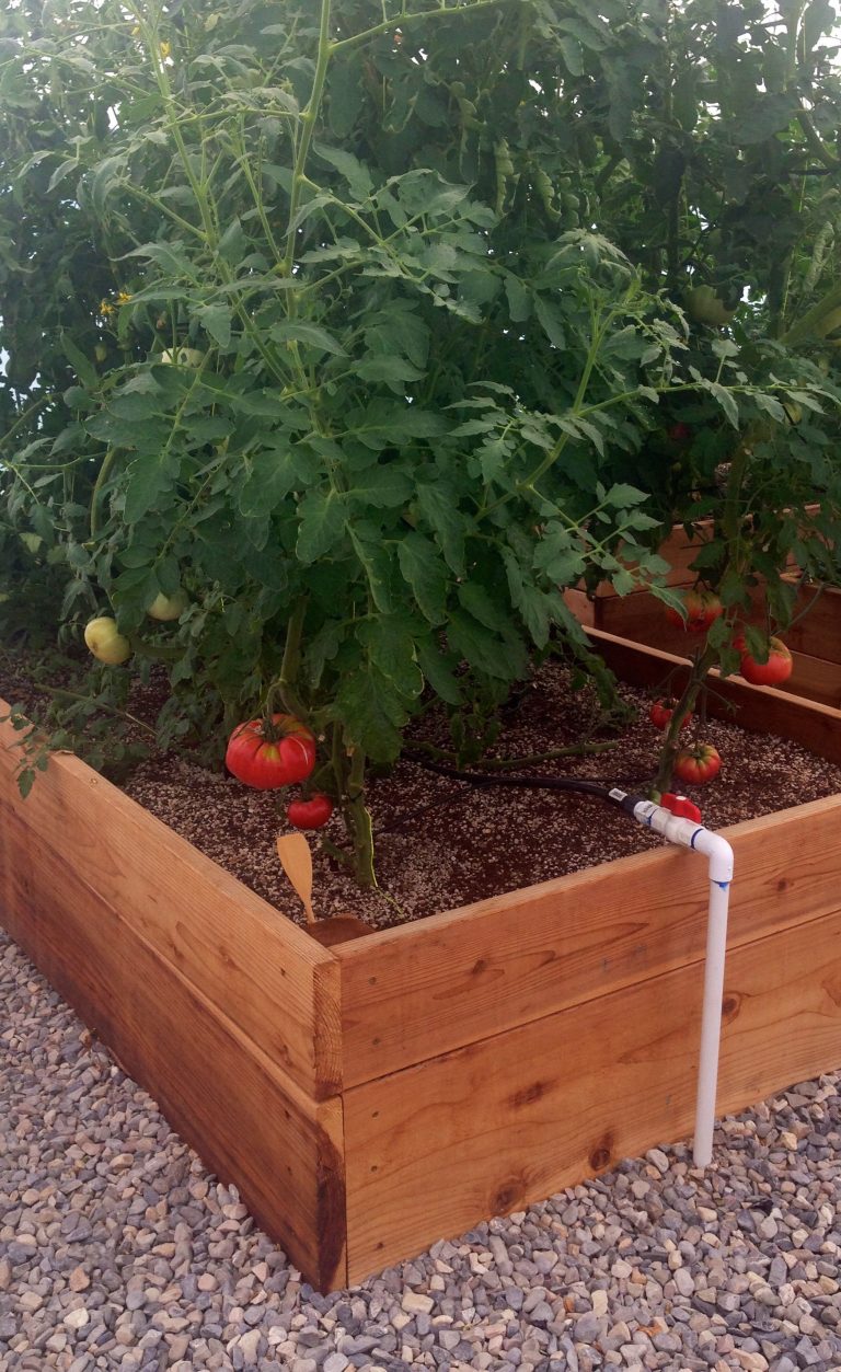 Tomato Plant Pottedup Plants