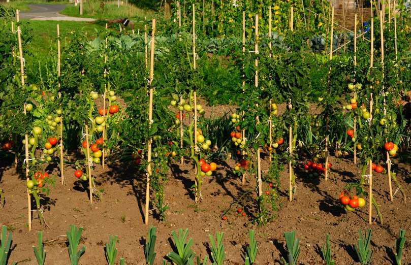 Tomato Trellises