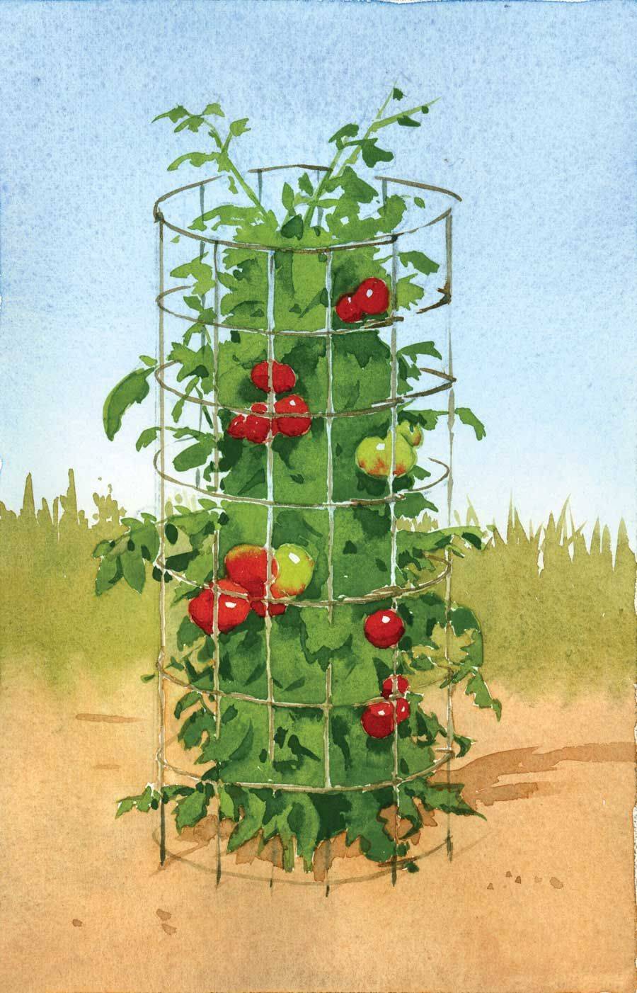 Your Garden Space