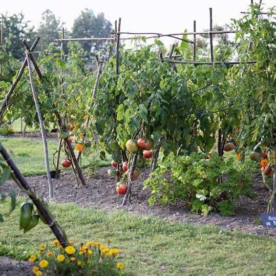 Bamboo Tomato Cage