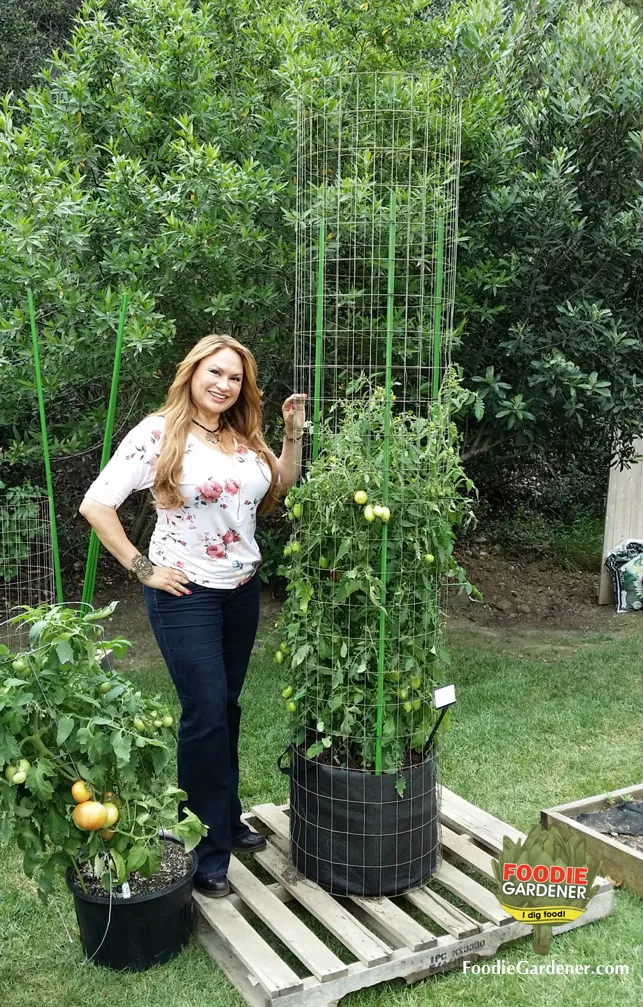 Greenhouse Tomato Plant Care