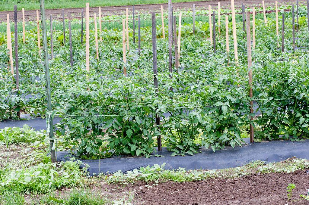 Homemade Tomato Cages