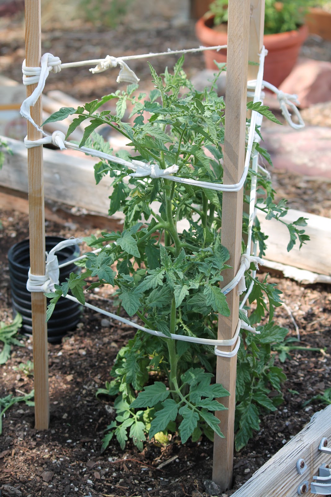 Pinterest Tomato Cages