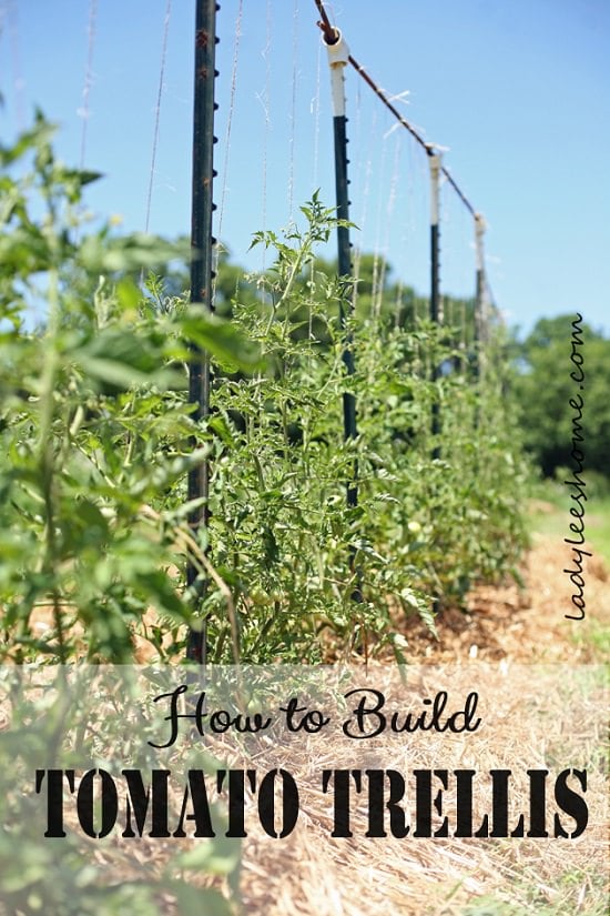Pinterest Gardening Vegetable