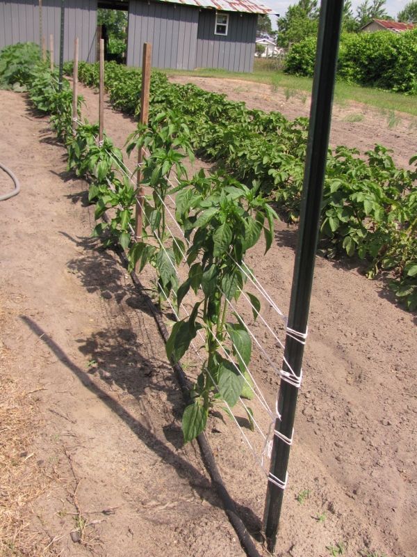 Best Homemade Tomato Cages