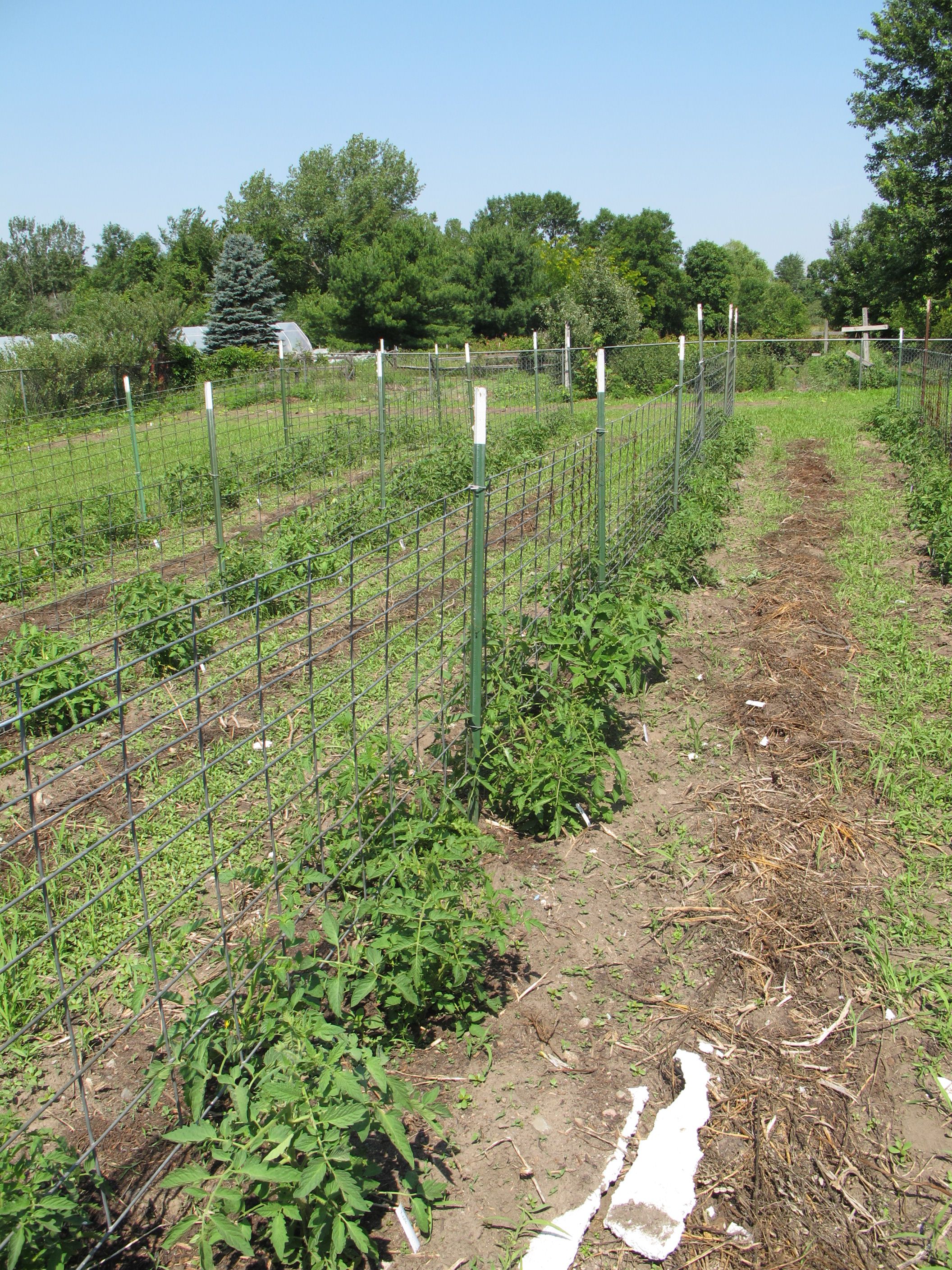 Stake Tomatoes