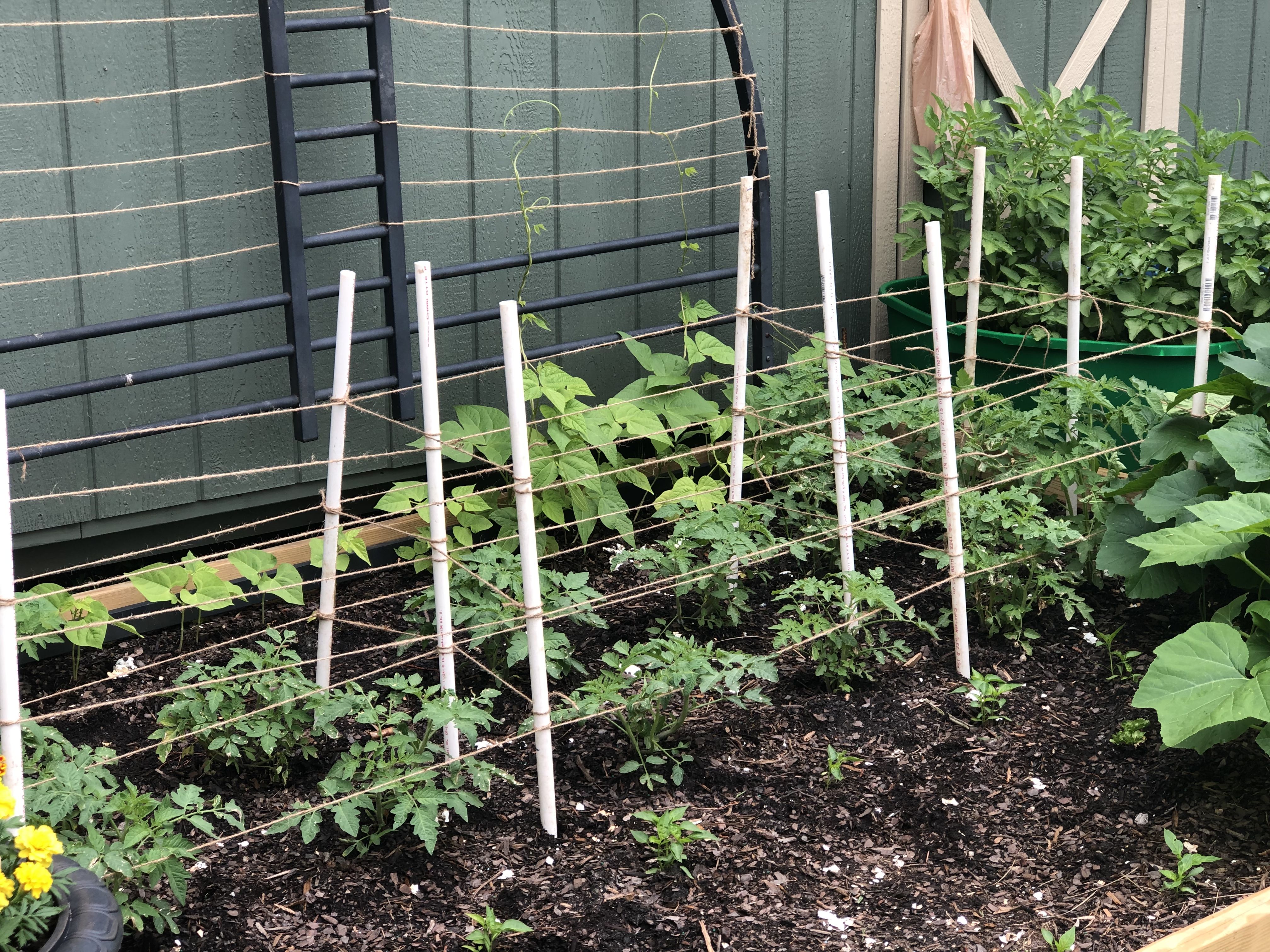 Your Tomatoes Tomato Trellis