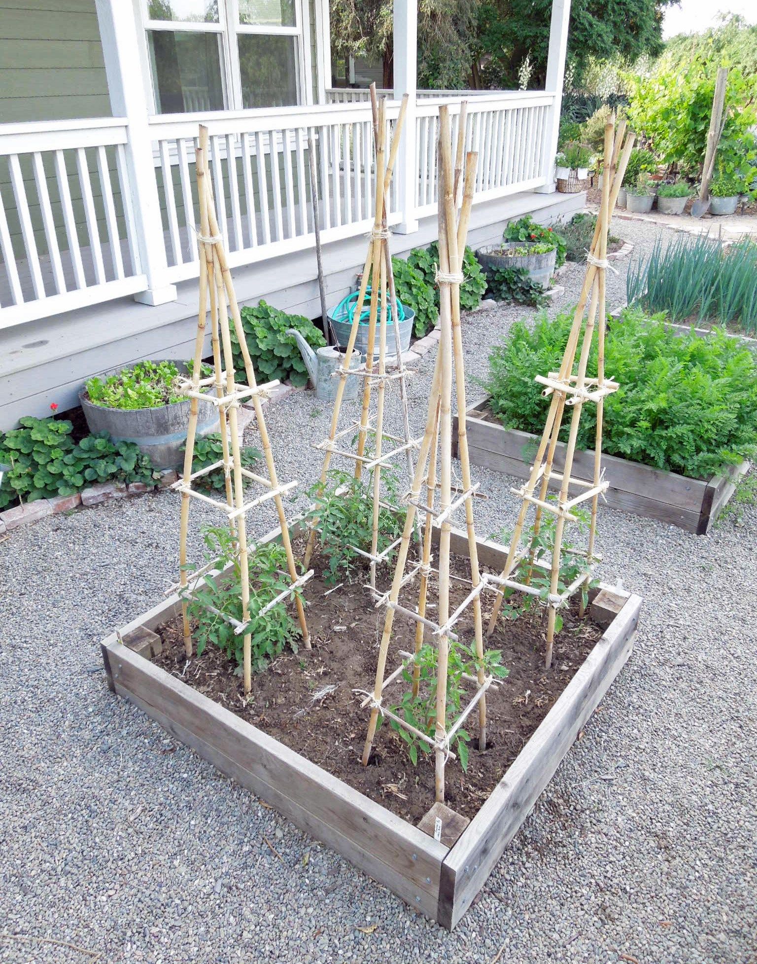 Tomato Cages