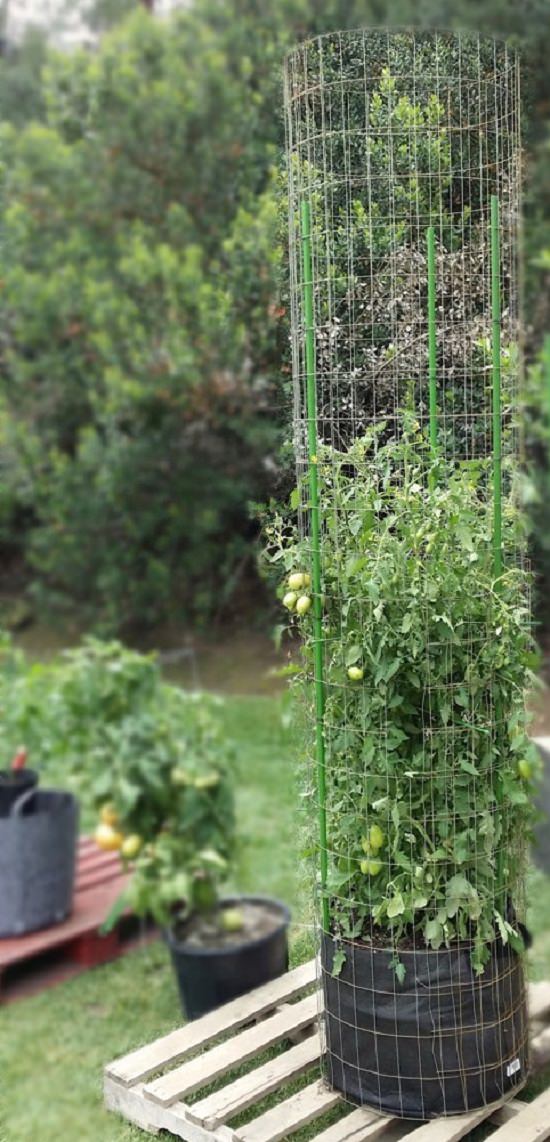 Tomato Stakes