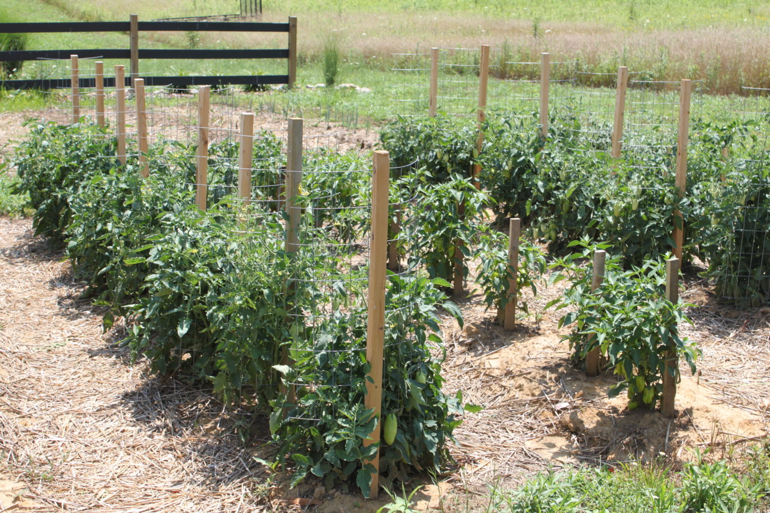Tomato Staking Method Garden Trellis