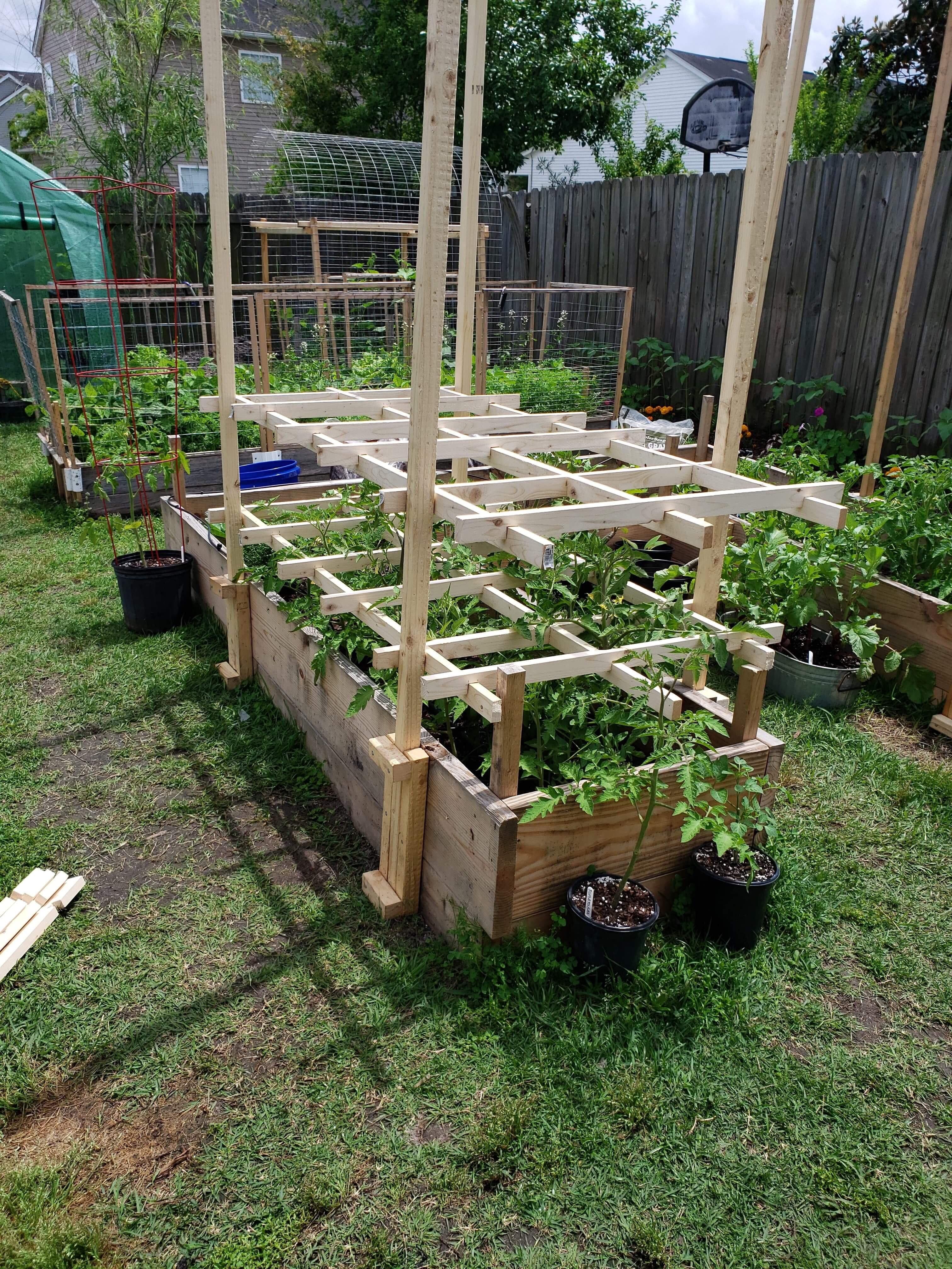 Bamboo Tomato Cage