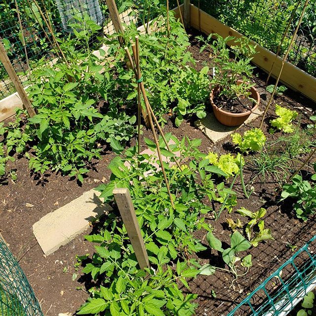 High Yield Tomato Plants