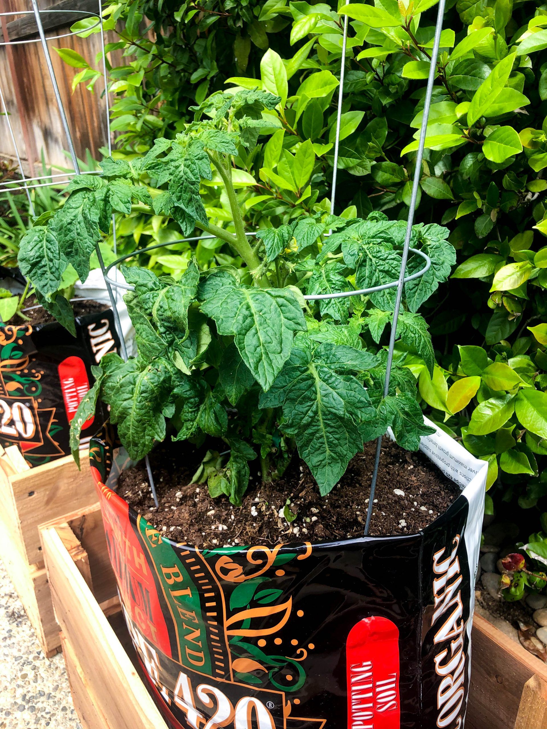 This Edible Garden Edible Garden