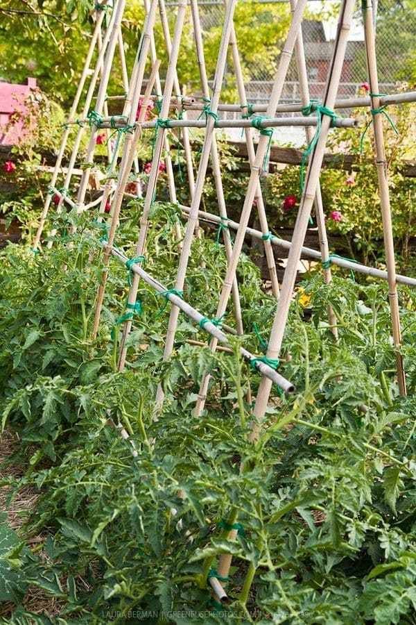 Tomato Trellises