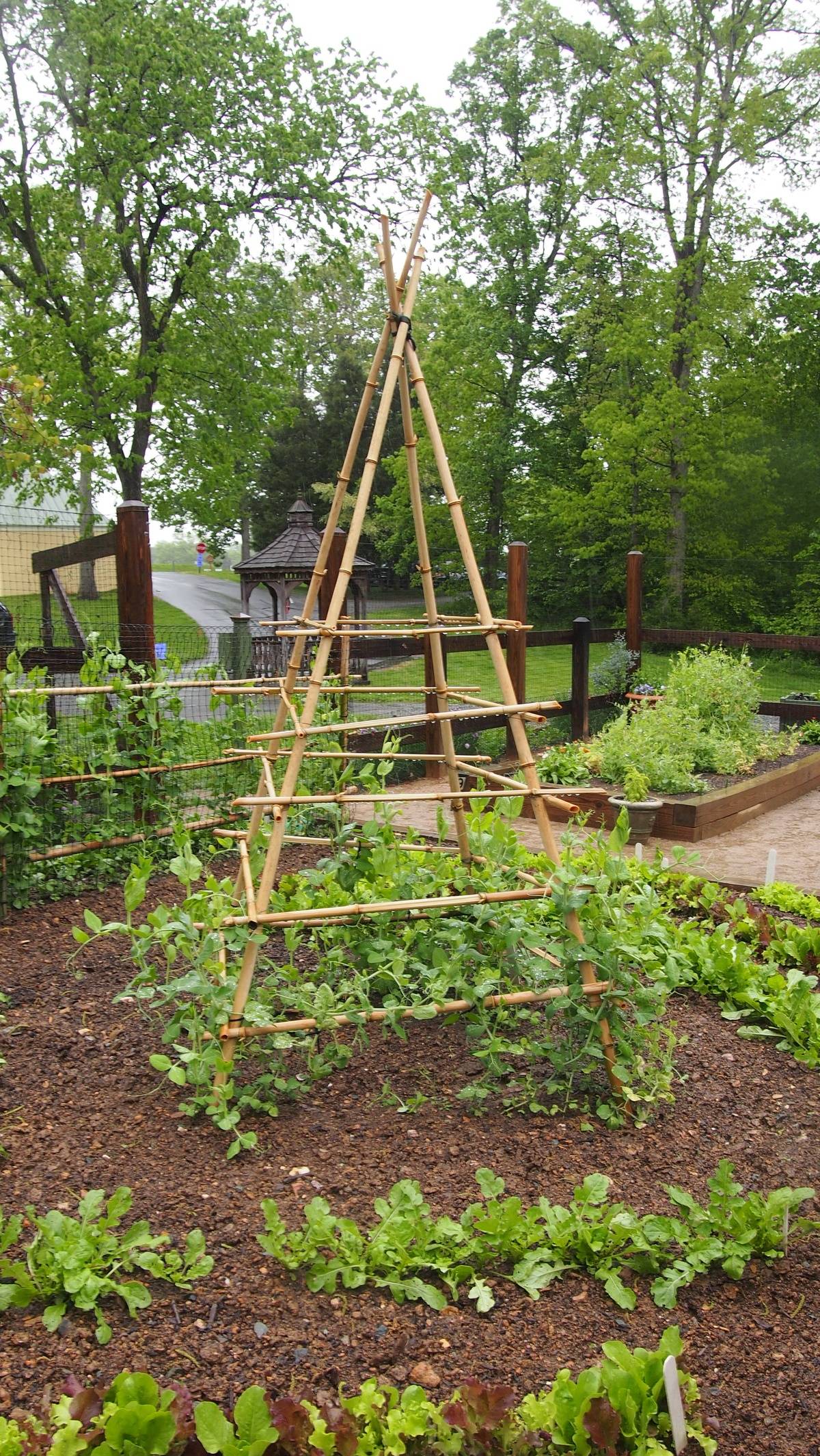 Healthy Large Tomato Plants Rocky Hedge