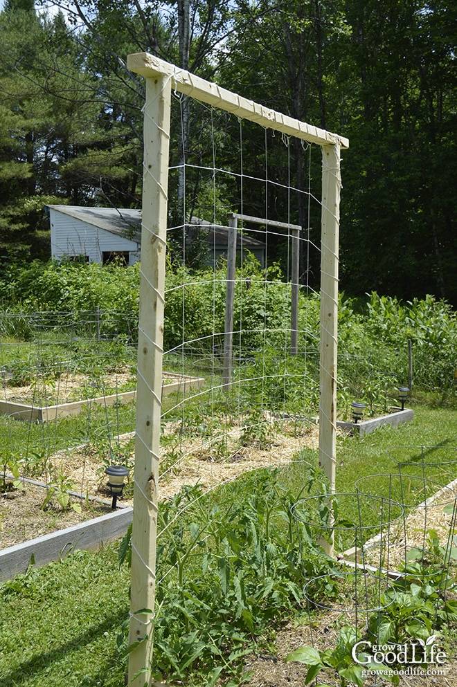 Tomato Trellis Ideas