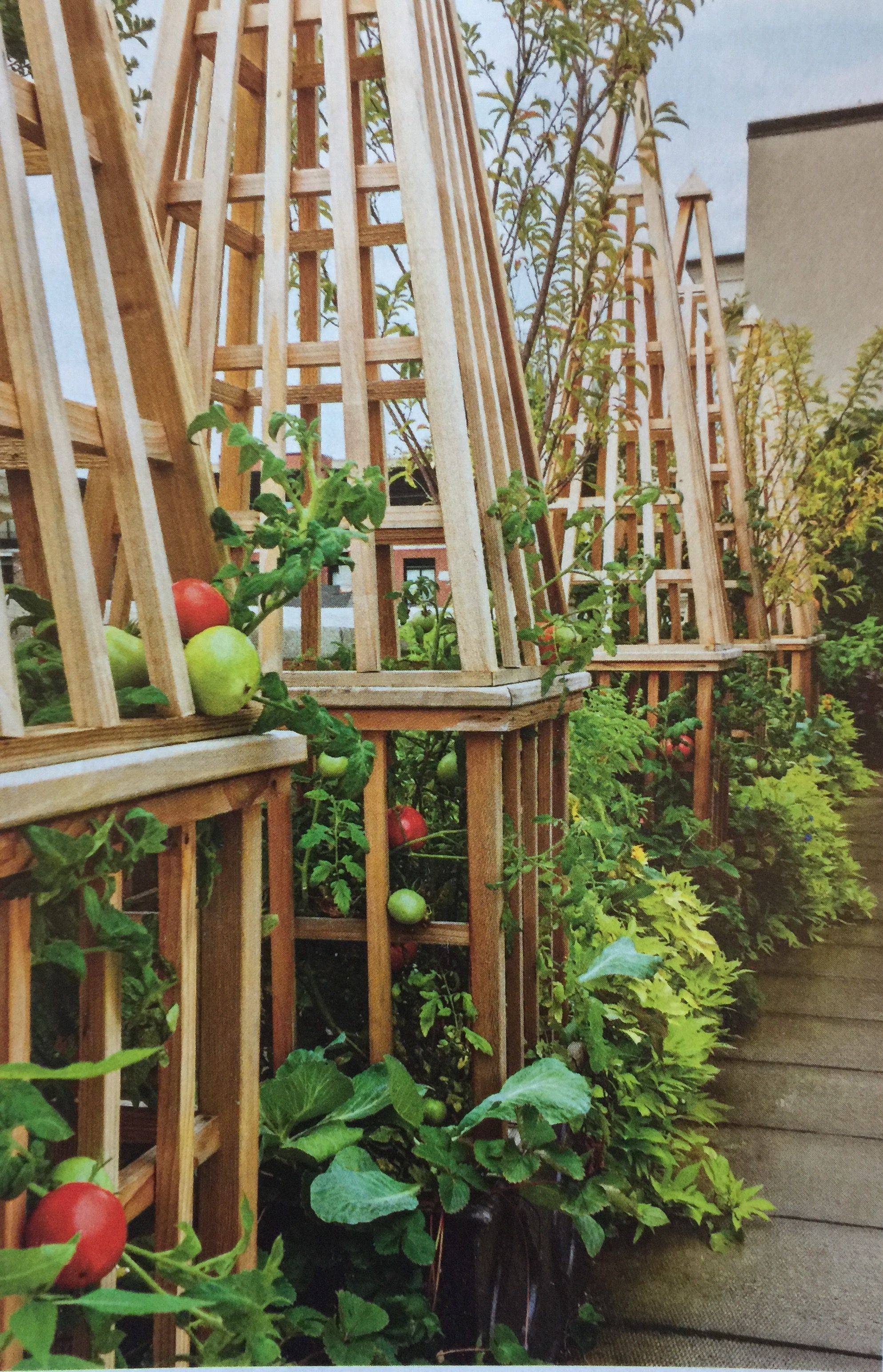 Our Tomato Plants