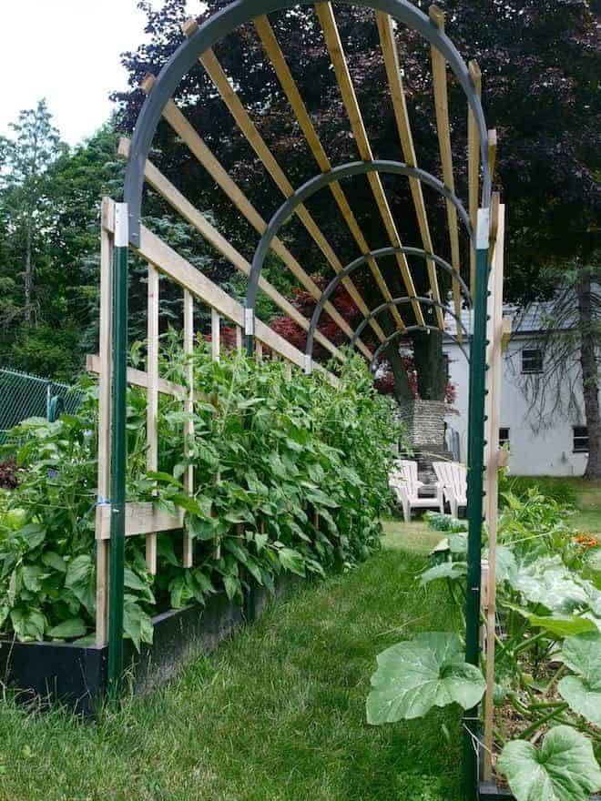 Tomato Garden Ideas