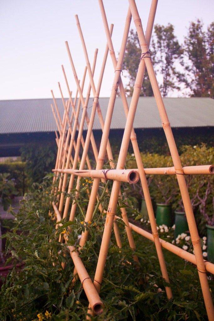 Tomato Trellis Designs Completely Free