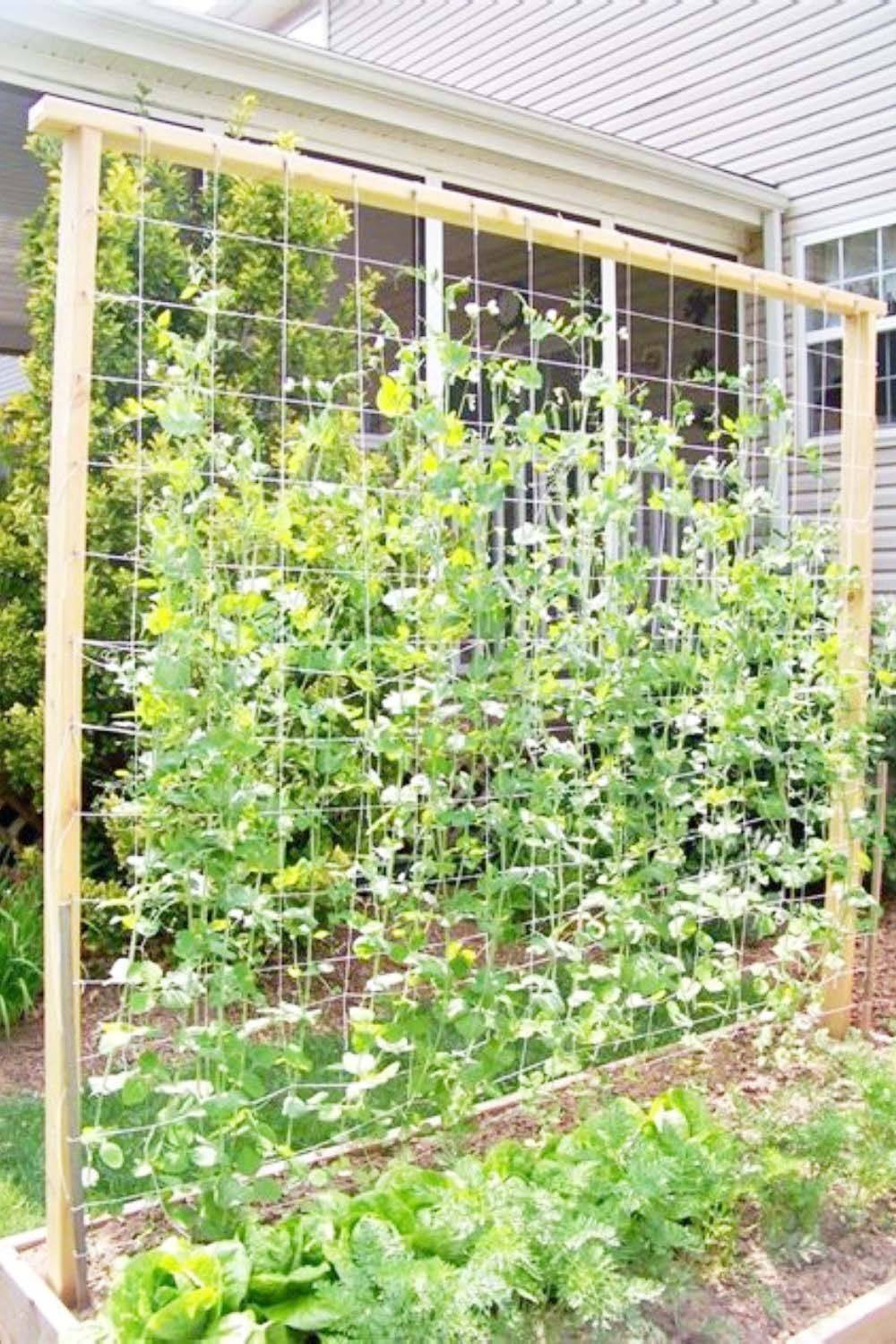 Bamboo Twine Tomato Cagetrellis