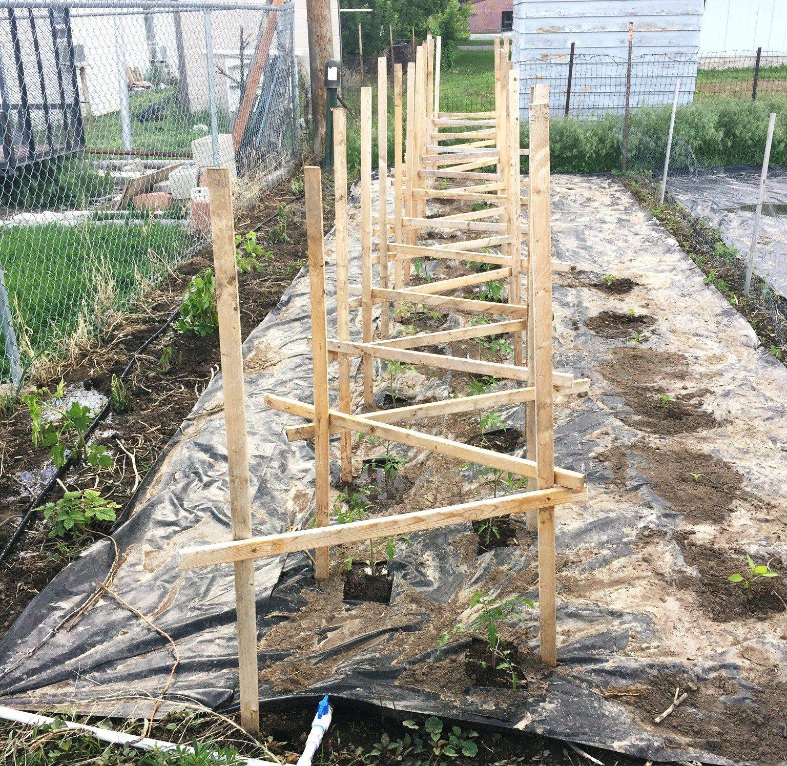 Best Tomato Trellis