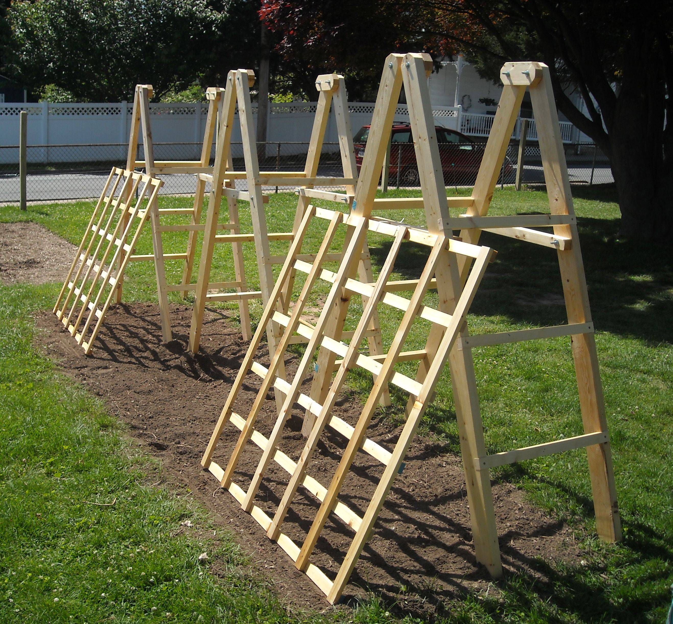 Tomato Trellises