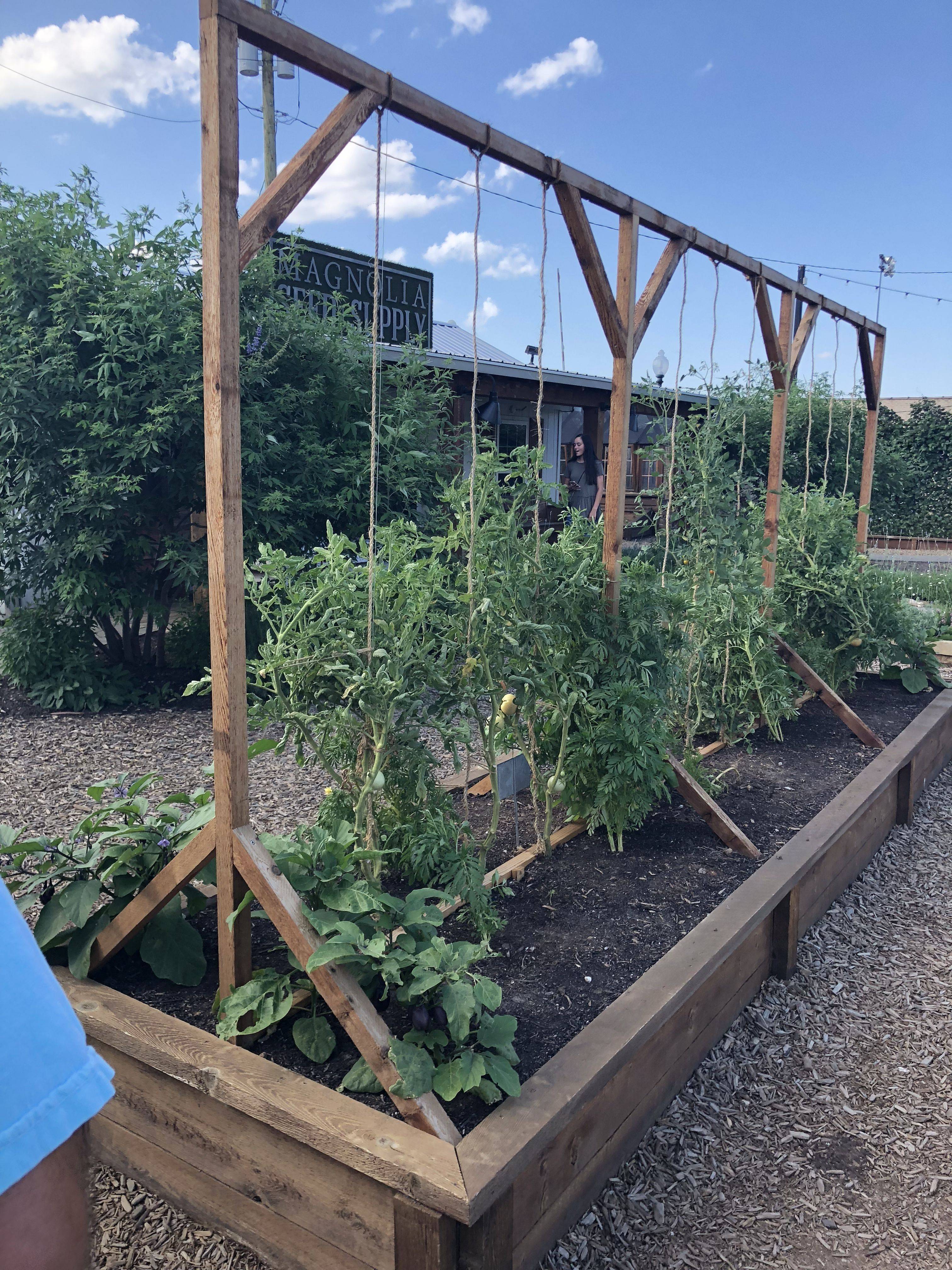 Garden Update Tomato Trellis