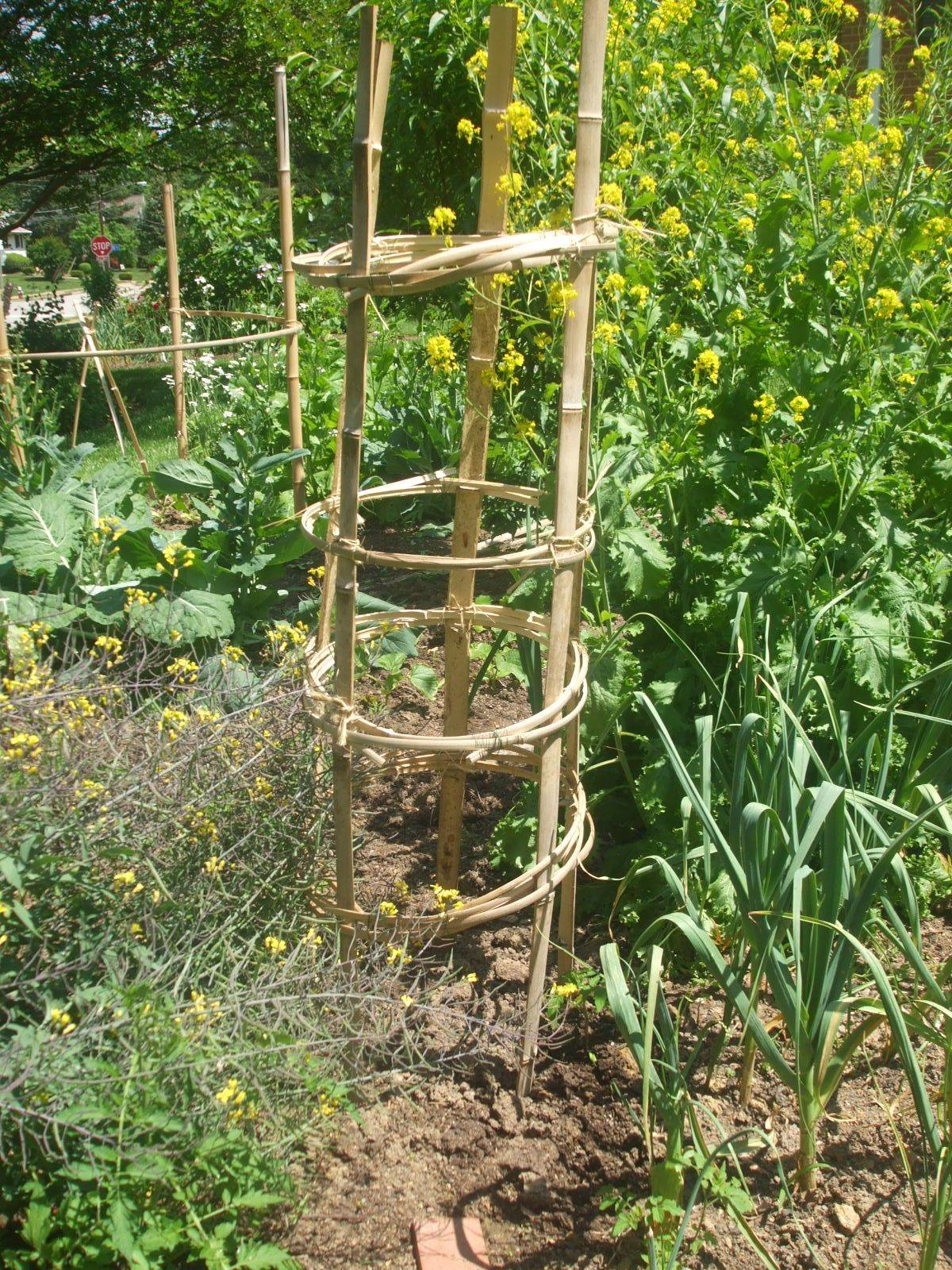Our Tomato Trellis
