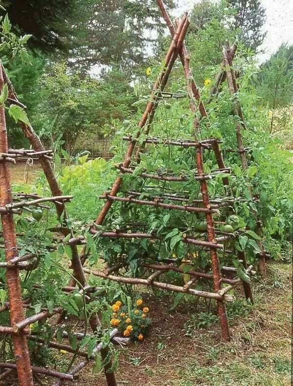 Tomato Trellis